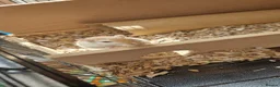 Gerbil rodents for sale: 3 x female gerbils and equipment for sale - Advert 4