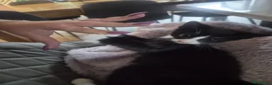 Mixed Breed 1