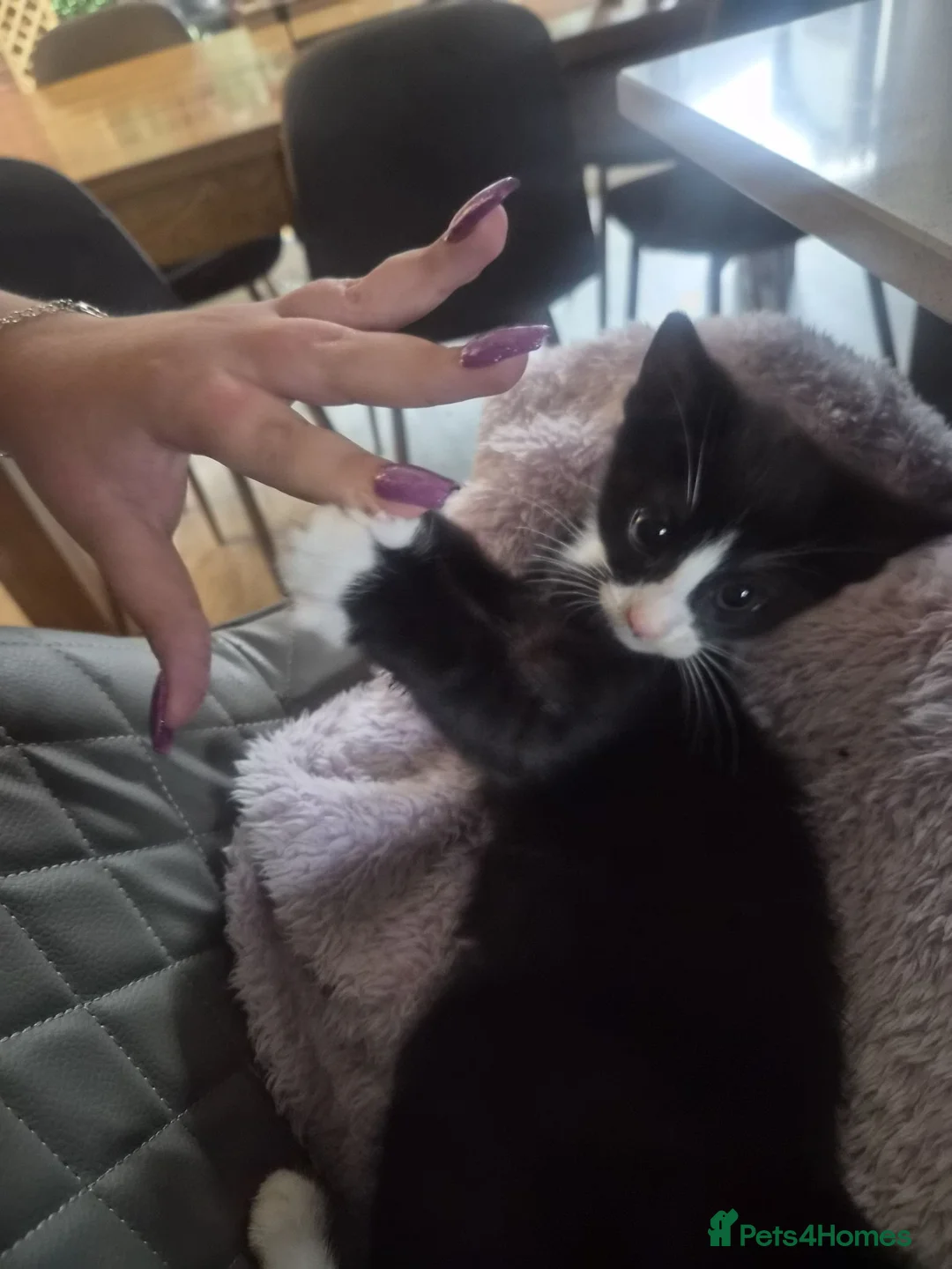 Mixed Breed cats for sale: Two kittens for sale  - Advert 10