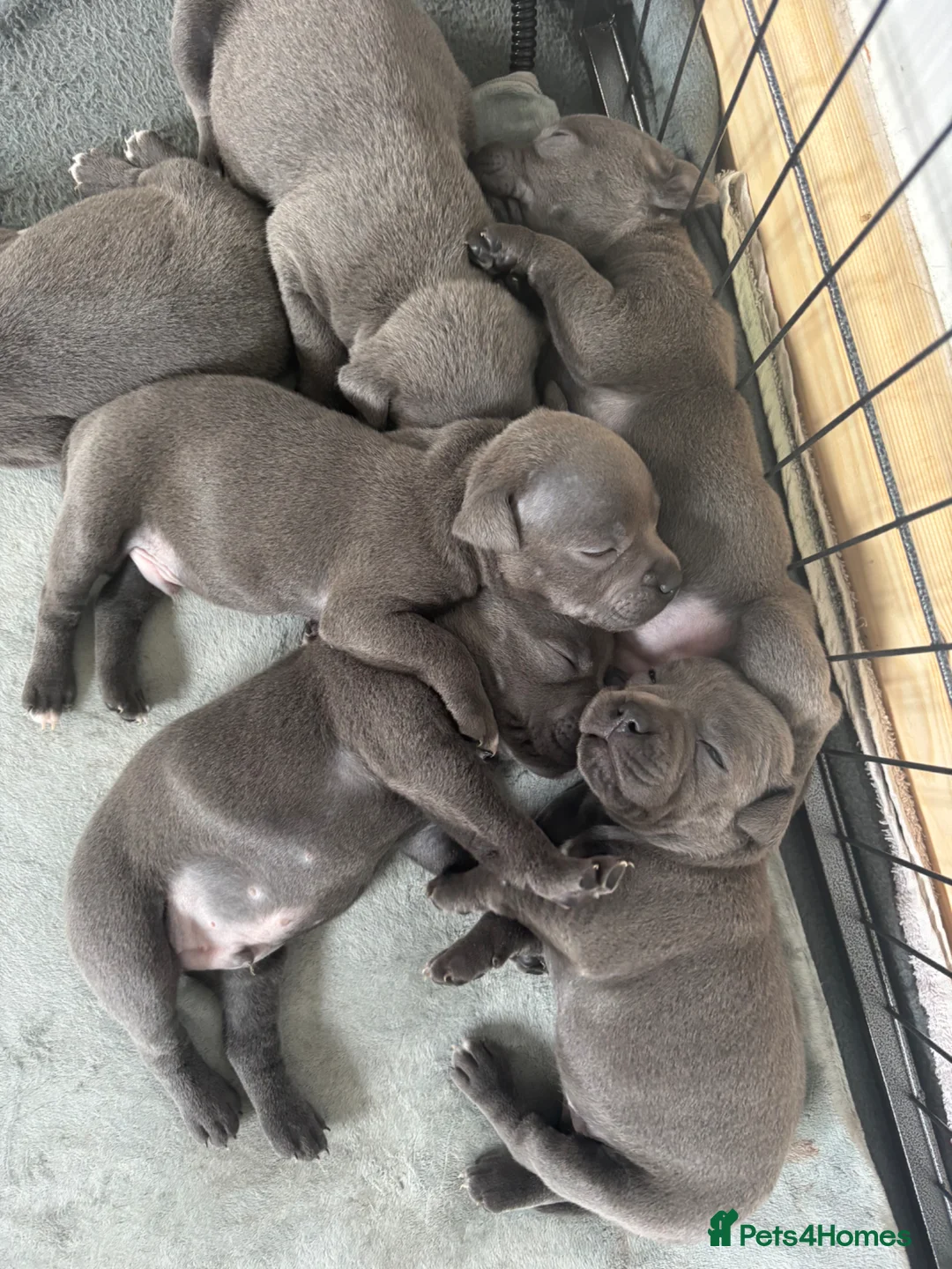 Staffordshire Bull Terrier dogs for sale: Beautiful Blue Staffordshire Bull Terriers🤍 in Llanybydder - Advert 2