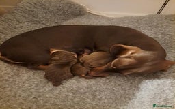 Miniature Dachshund dogs for sale: Miniature Dachshund Puppies for Sale to good home. in Oldham - Image 6