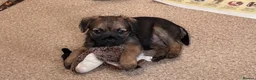 Border Terrier dogs for sale: Border terrier girls  - Advert 8