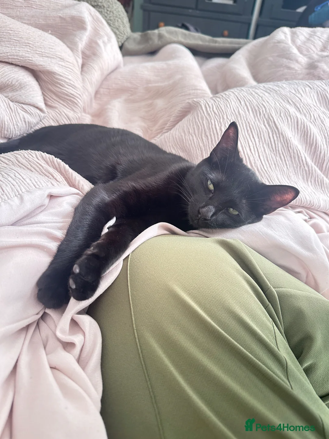 Bengal cats for sale: Two loving sisters in need of a home - Advert 3