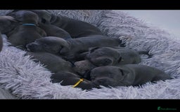 Staffordshire Bull Terrier dogs for sale: Staffordshire bull terrier  - Advert 7