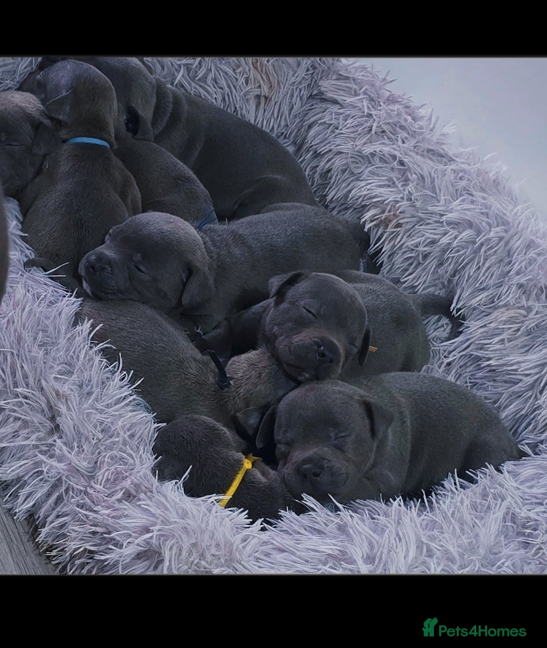 Staffordshire Bull Terrier dogs for sale: Staffordshire bull terrier  - Advert 7