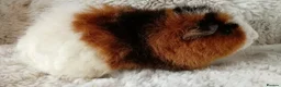 Guinea Pig rodents for sale: 1 boy 6 girls - Advert 4