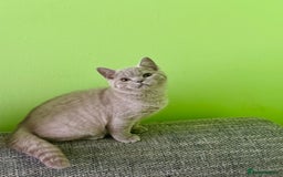 British Shorthair cats for sale: Beautiful British Shorthair kittens - Image 9