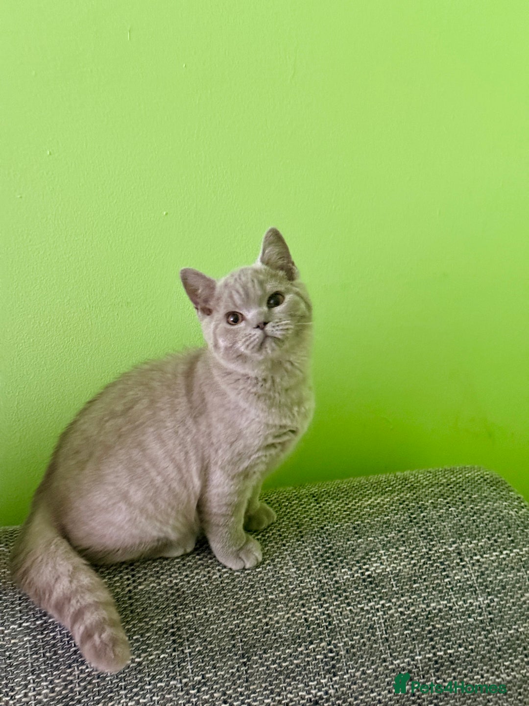 British Shorthair cats for sale: Beautiful British Shorthair kittens - Image 9