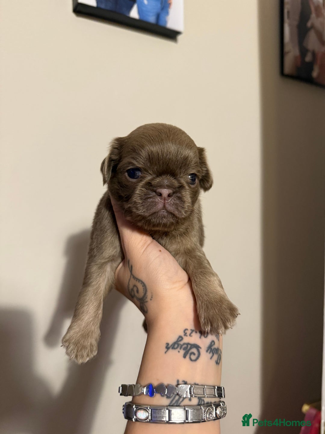 Pug dogs for sale: fluffy pug puppies  - Advert 2