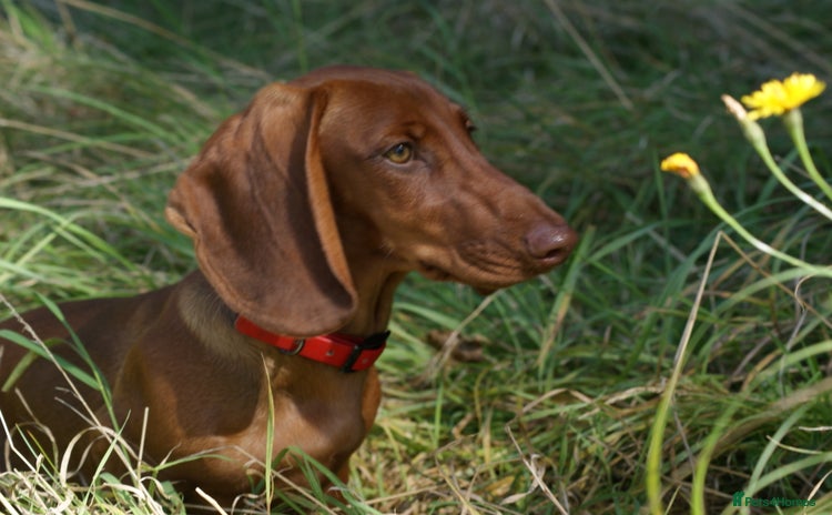 Dachshund dogs in Boston - Advert 12