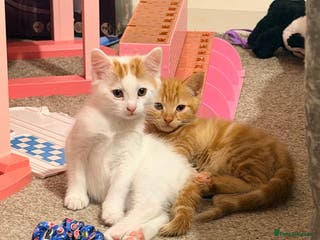 Mixed Breed cats Male ginger kitten - Advert 6