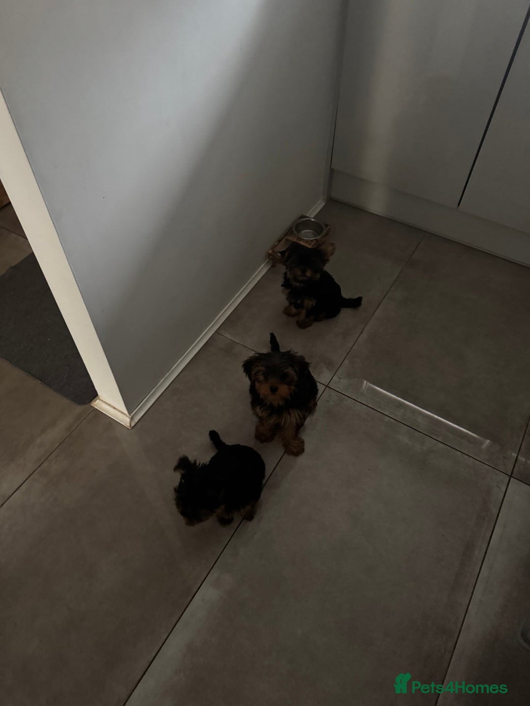 Yorkshire Terrier dogs for sale: Mini Yorkshire Terrier, blue skin tan - Image 6