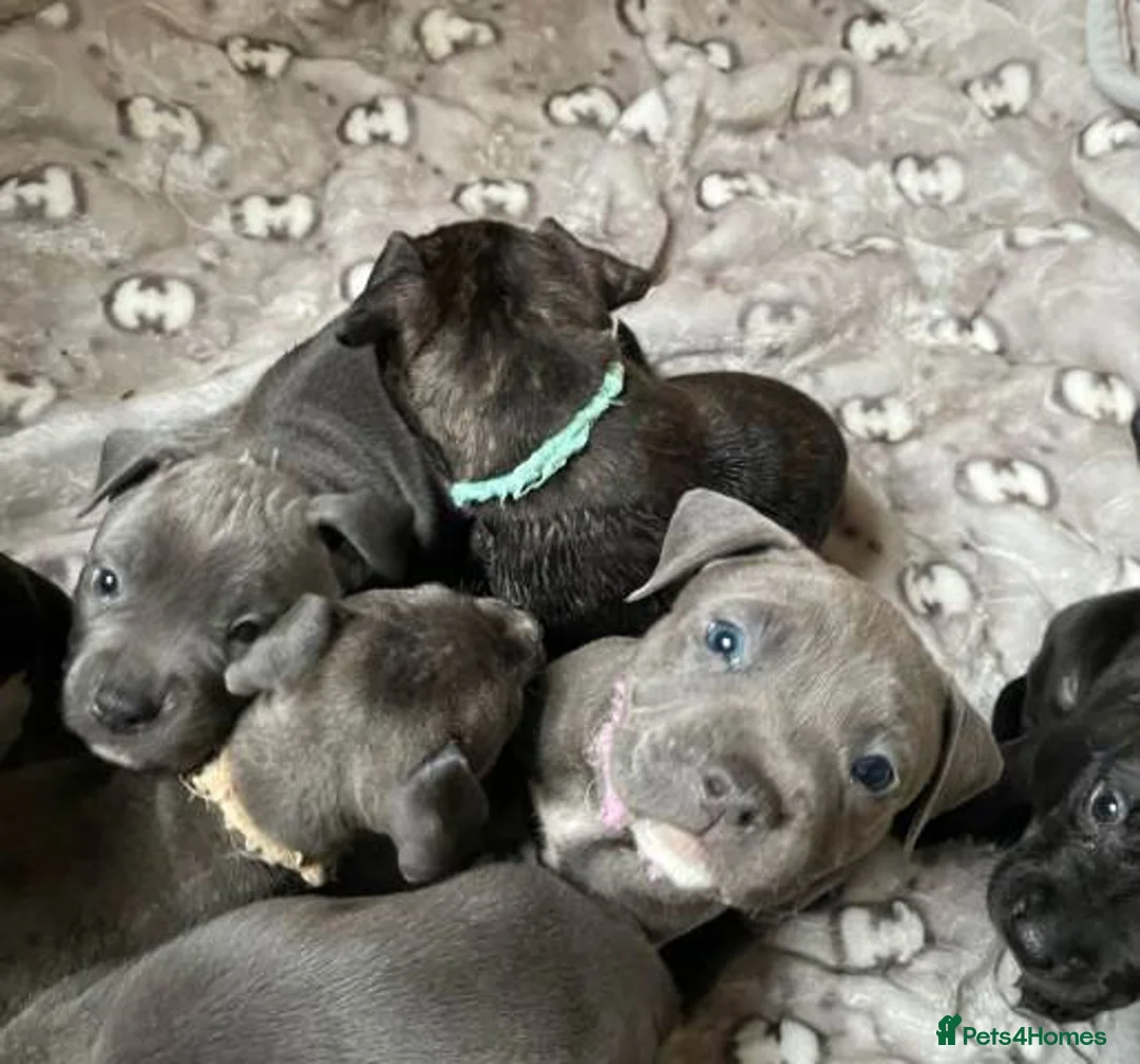 Staffordshire Bull Terrier dogs for sale: Stunning 100% Outstanding Staffy Puppies  - Advert 3