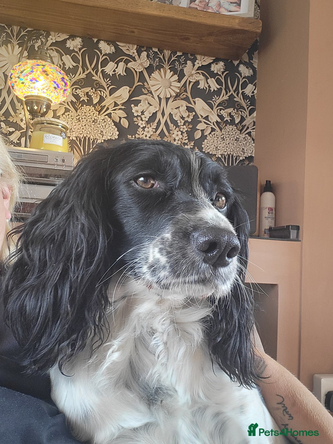 English Springer Spaniel dogs for sale: English springer spaniel pups  - Image 22