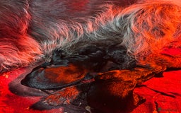 Mixed Breed dogs for sale: Pointer x Labrador puppies - Image 6