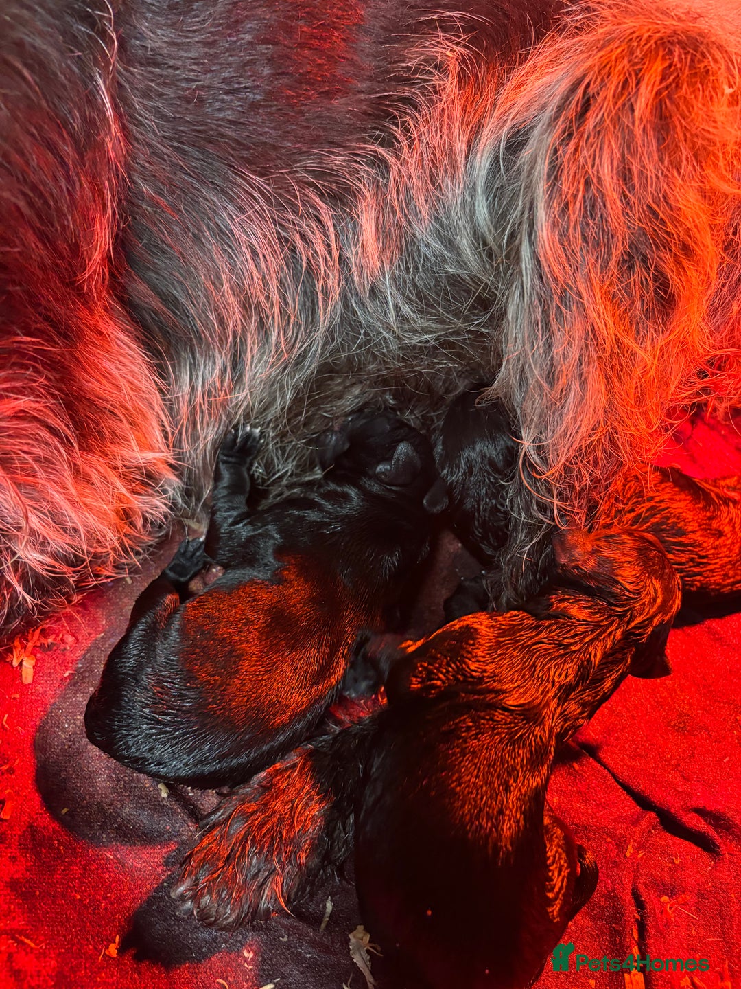 Mixed Breed dogs for sale: Pointer x Labrador puppies - Image 6