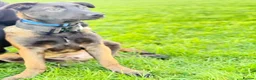 Belgian Shepherd Dog dogs for sale: 9 month old Male Belgian Shepherd (Malinois) - Advert 6