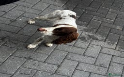 Cocker Spaniel dogs for sale: Cocker spaniel  - Image 3