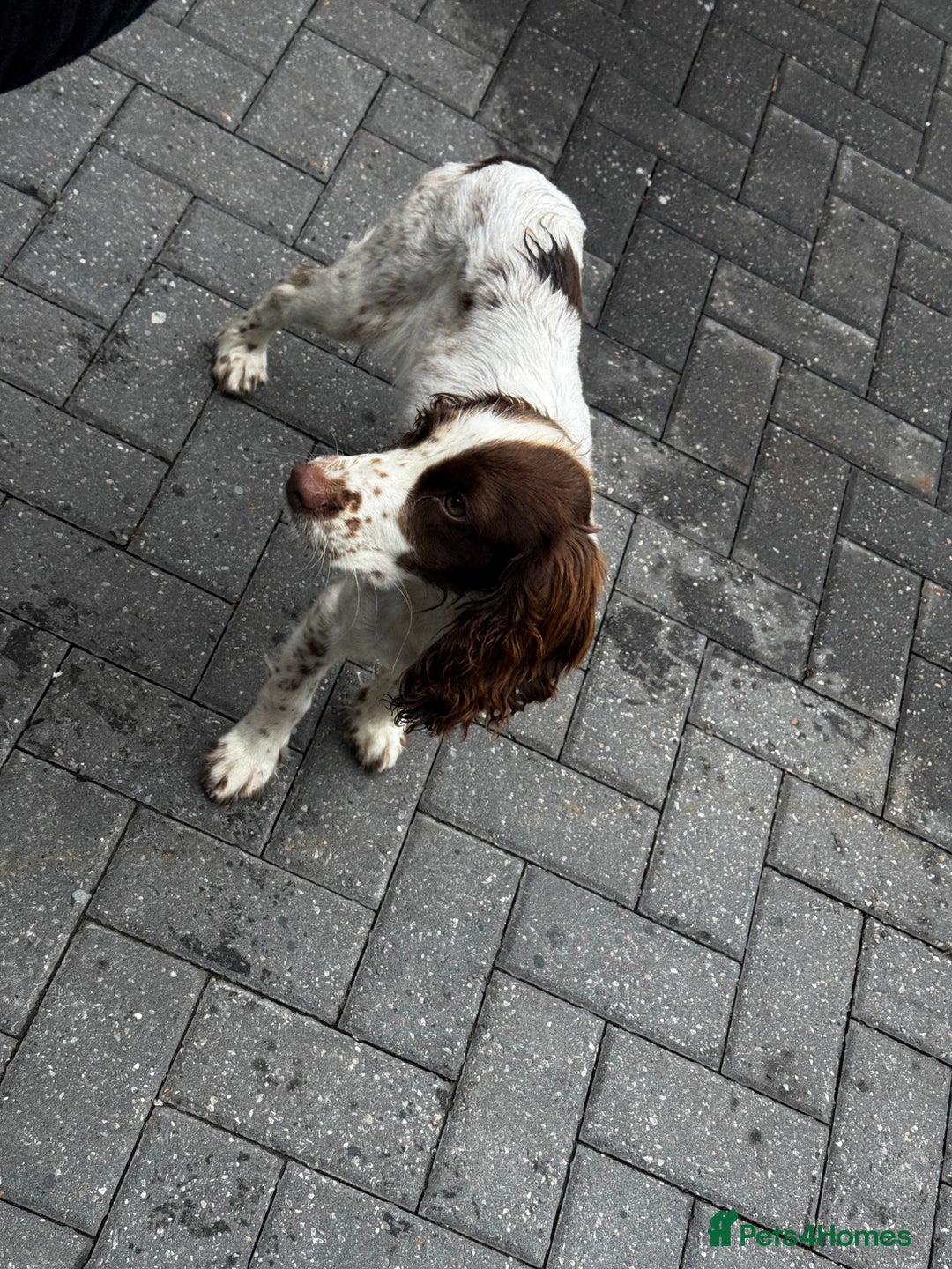 Cocker Spaniel dogs for sale: Cocker spaniel  - Image 3