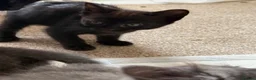Mixed Breed cats for sale: Black kittens  - Advert 7