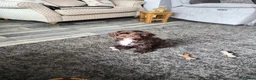 Cavapoo dogs for sale: Small chocolate cavapoo female puppy - Advert 11