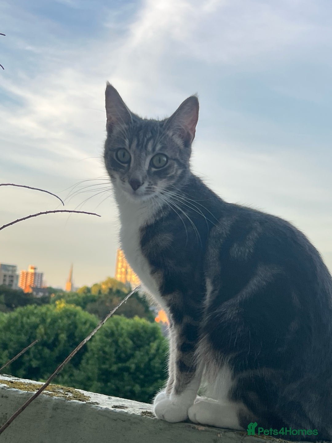 American Shorthair cats for sale: Beautiful tabby cat for sale - Advert 6