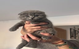 Scottish Fold cats for sale: Beautiful British Shorthair Scottish Fold Kittens - Advert 38