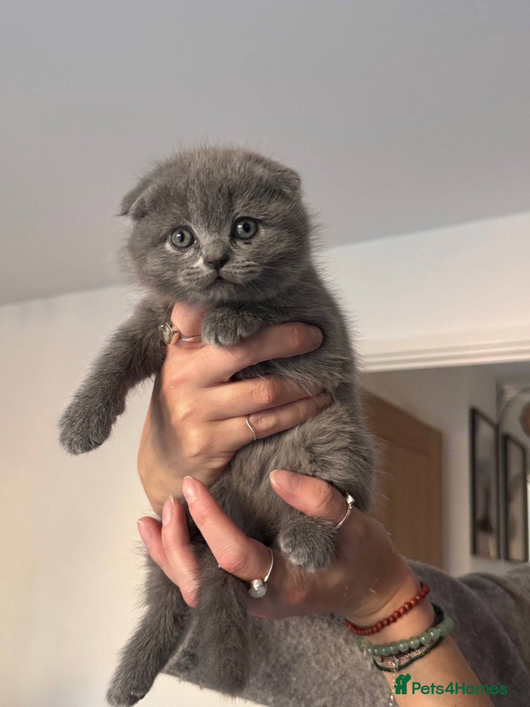 Scottish Fold cats for sale: Beautiful British Shorthair Scottish Fold Kittens - Advert 38
