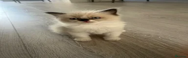 Ragdoll 1