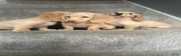 Miniature Dachshund dogs for sale: REDUCED READY NOW Longhair cream mini dachshund - Advert 19