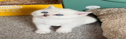British Shorthair cats for sale: White British Shorthair Kittens – Rare Red Eyes - Advert 3
