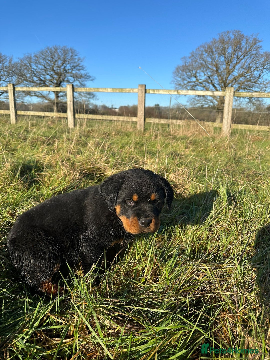 Rottweiler dogs for sale: Stunning chunky Rottweiler puppies - Advert 6