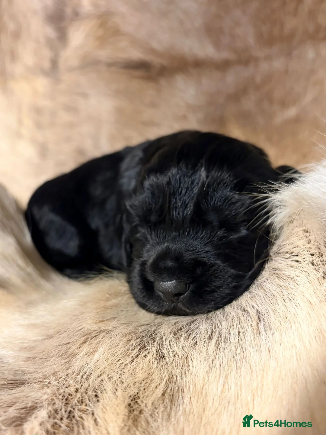 Cocker Spaniel dogs for sale: ✨ Working Cocker Spaniel pups, ready 7th March ✨ - Advert 19