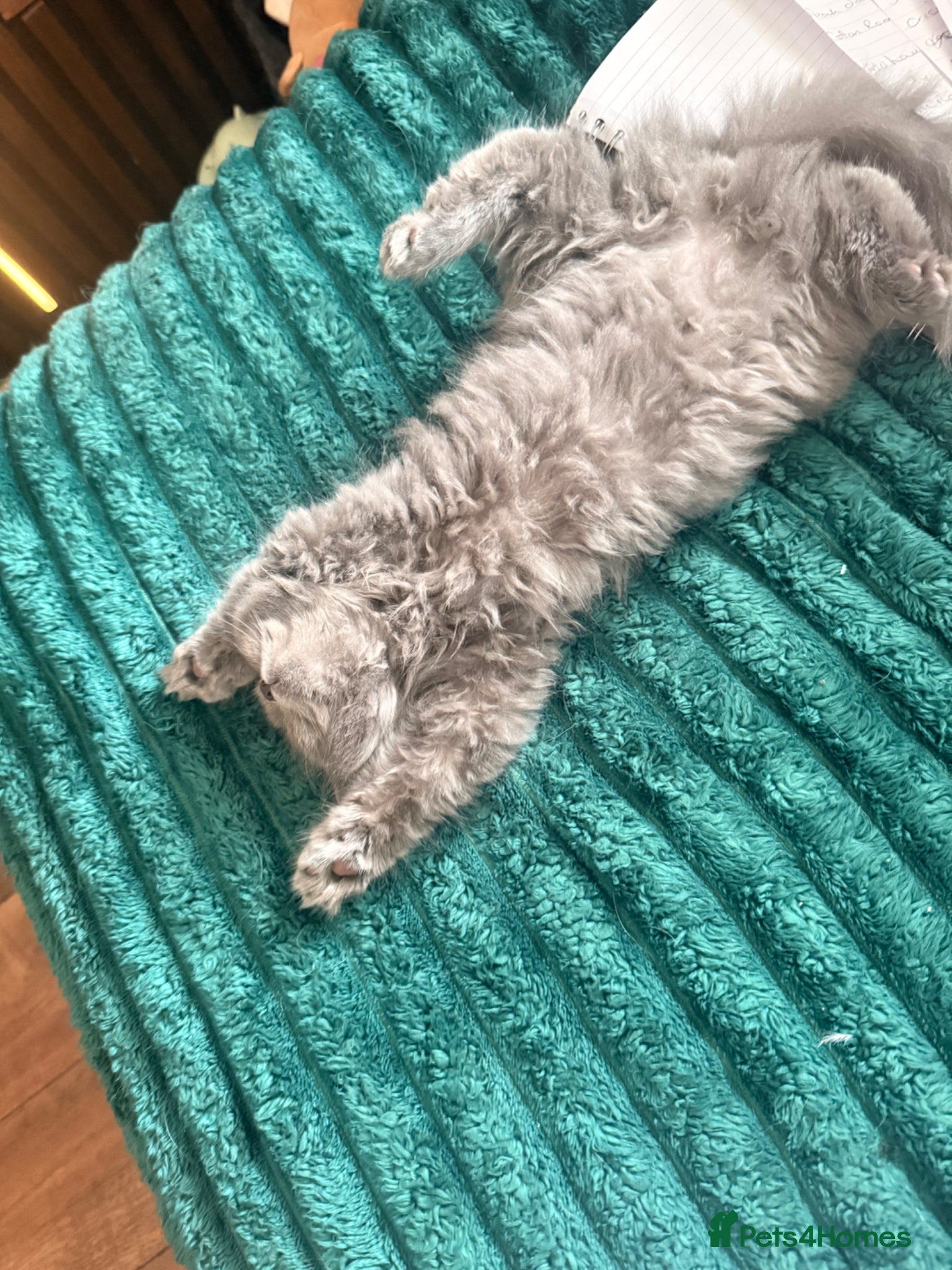 British Longhair cats British longhair (last boy left ) reduced price - Advert 2