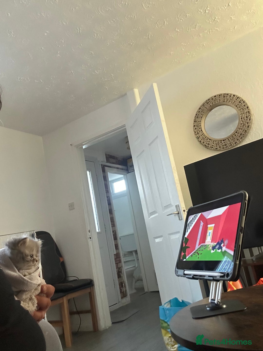 British Shorthair cats for sale: Ready to go amazing kitties  - Advert 7