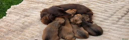Miniature Dachshund dogs for sale: Miniature longhaired dachshund shaded cream girls in Cambridge - Advert 32