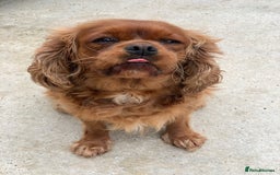 Cavalier King Charles Spaniel dogs for sale: Adult female cavalier King Charles (spayed)  - Image 1