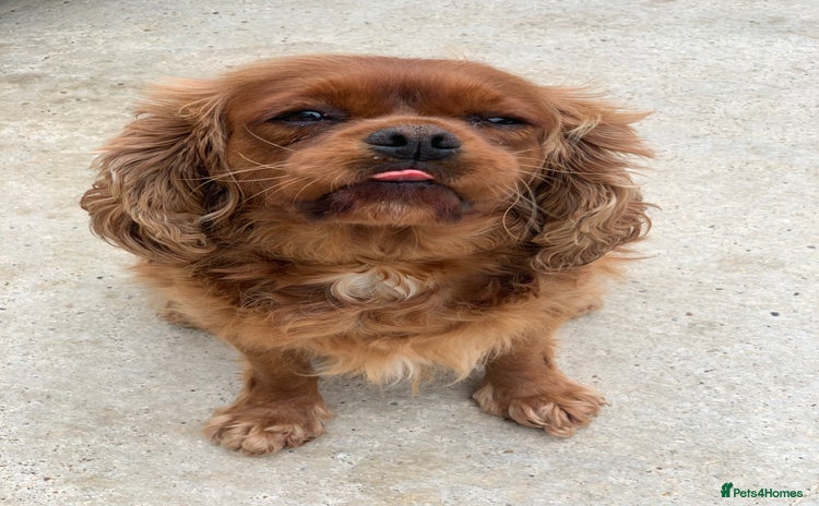 Cavalier King Charles Spaniel dogs - Advert 2