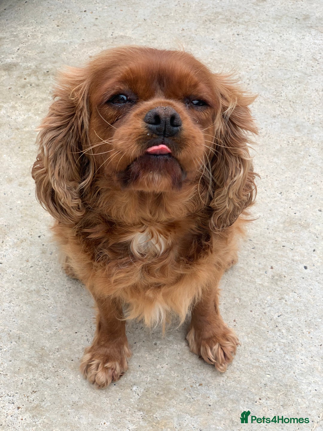 Cavalier King Charles Spaniel dogs for sale: Adult female cavalier King Charles (spayed)  - Image 1