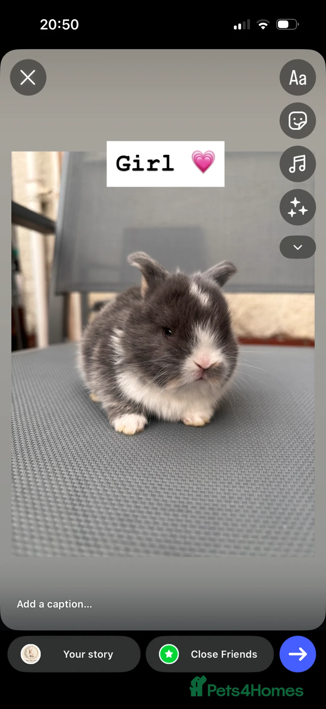 Mini Lop rabbits for sale: Mini lops for sale - Advert 9