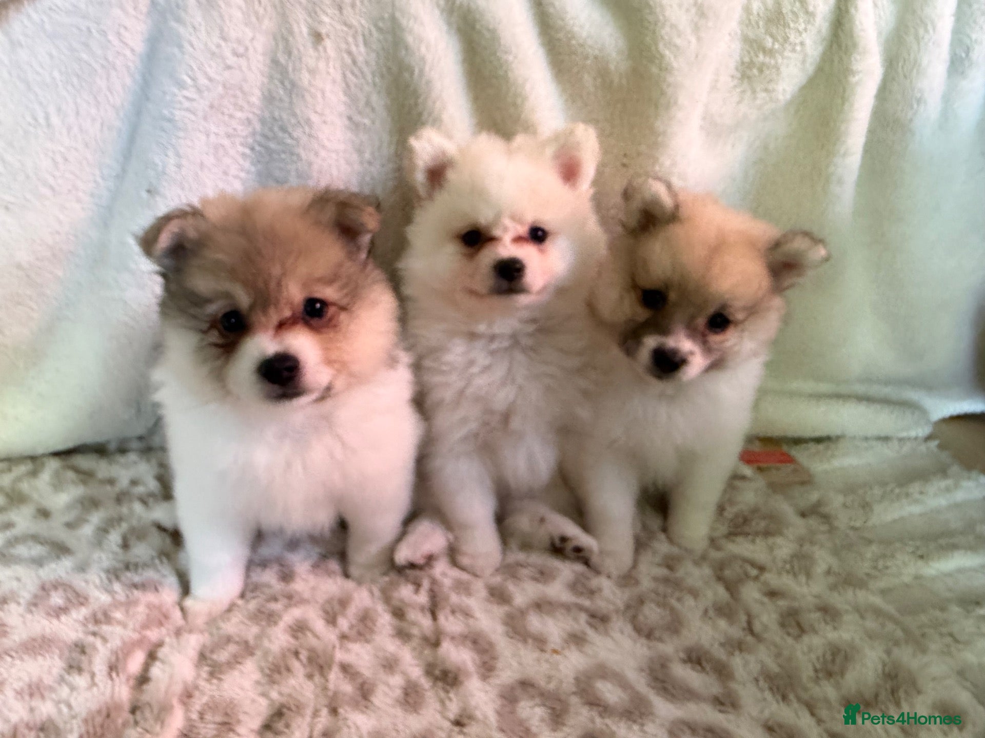 Pomeranian dogs Pomeranian puppies - Advert 1