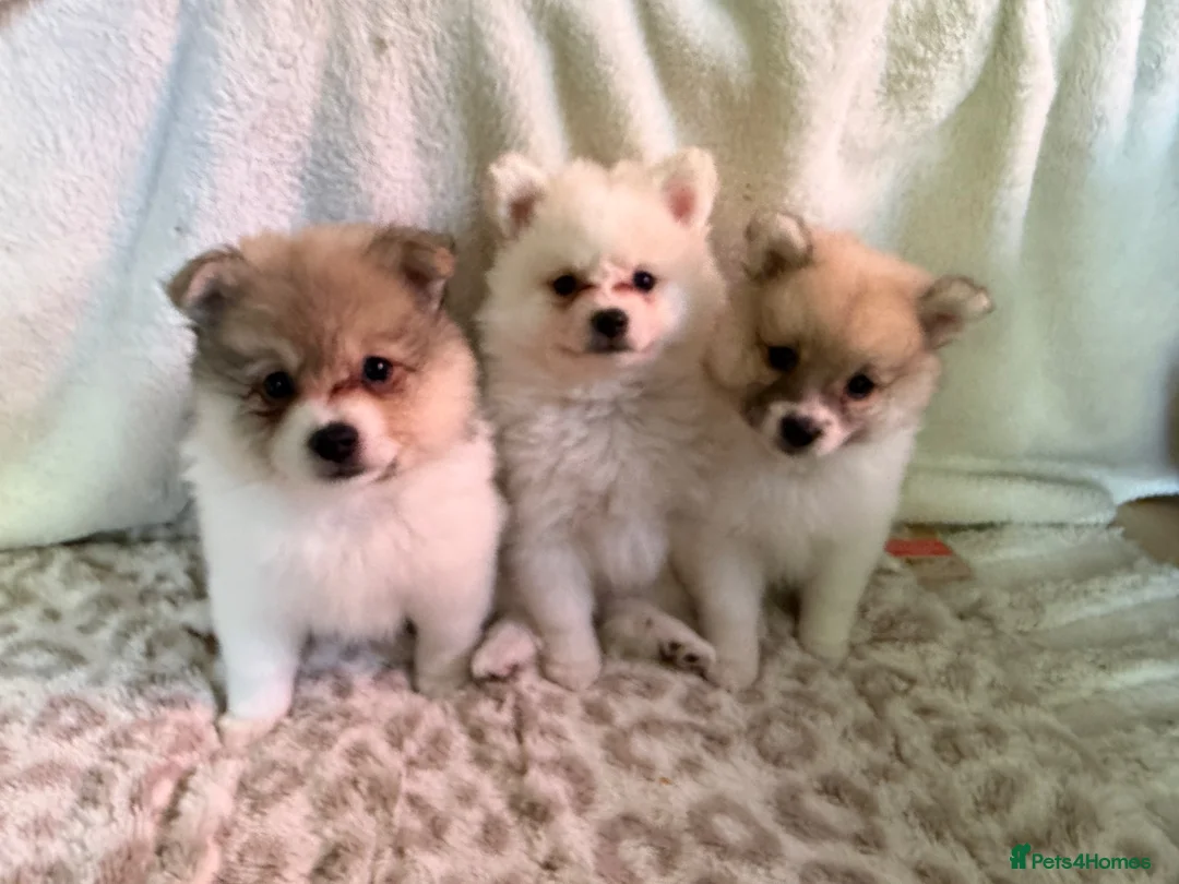Pomeranian dogs for sale: Pomeranian puppies in London - Advert 1