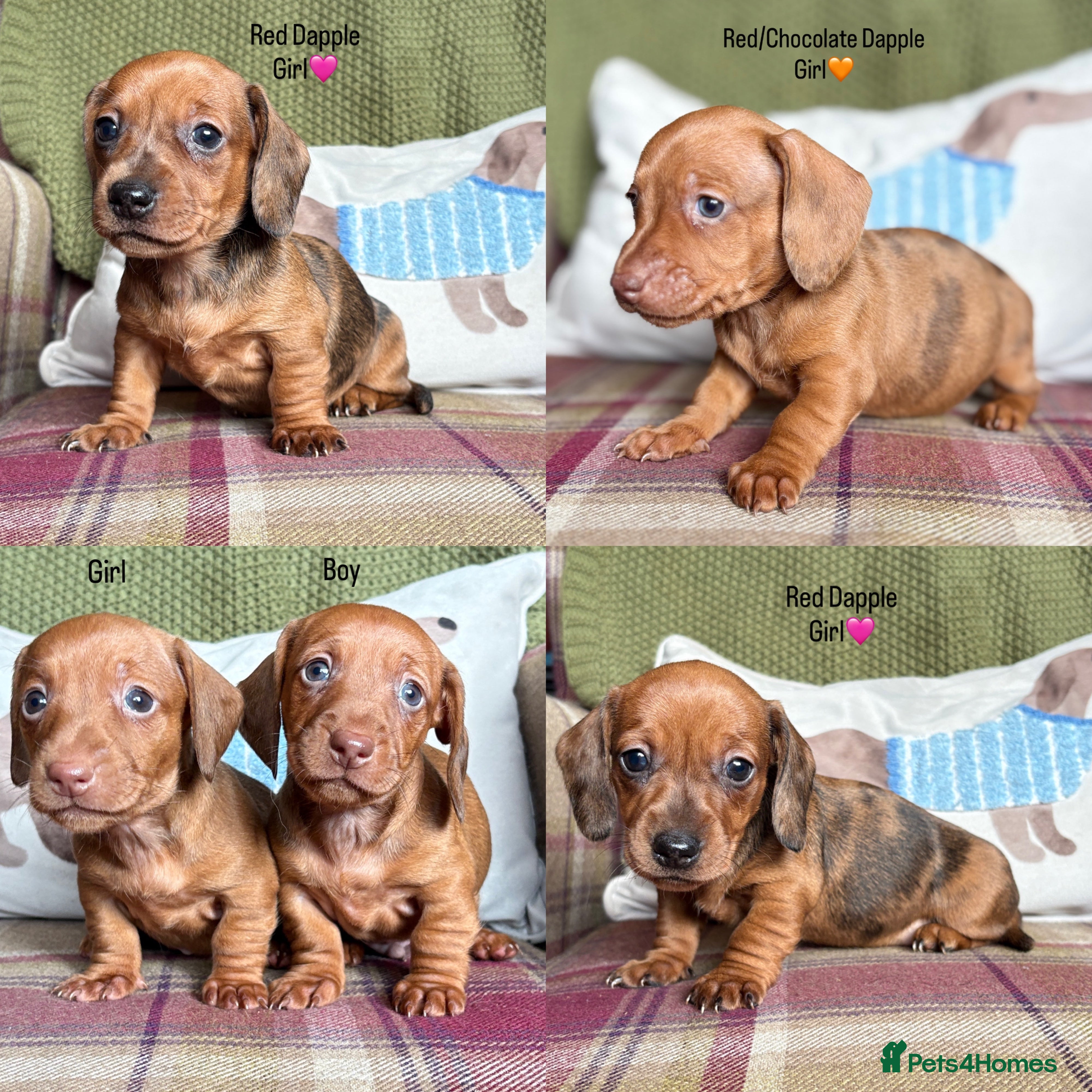 Miniature Dachshund dogs SMOOTH HAIRED MINIATURE DACHSHUNDS🖤 - Advert 2