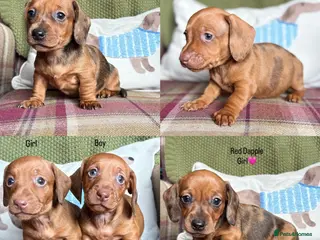 Miniature Dachshund dogs SMOOTH HAIRED MINIATURE DACHSHUNDS🖤 - Advert 2