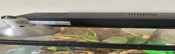 Frog reptiles for sale: Whites Tree Frog With Full Bioactive Vivarium in Clacton-on-Sea - Advert 5
