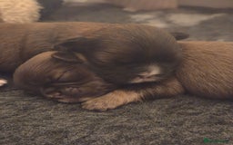 Shih Tzu dogs for sale: Stunning kc imperial shih tzus - Image 11