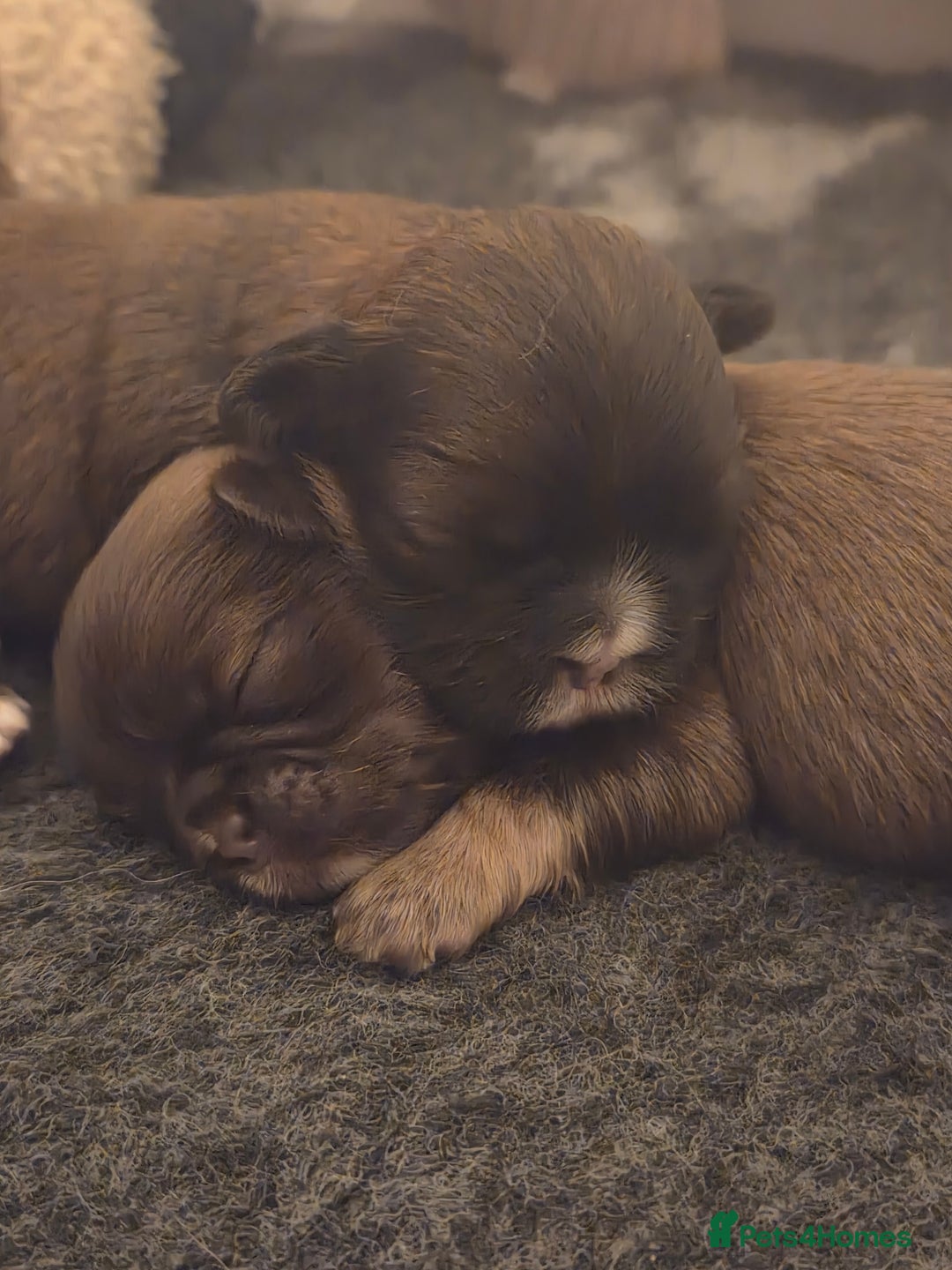 Shih Tzu dogs for sale: Stunning kc imperial shih tzus - Image 11