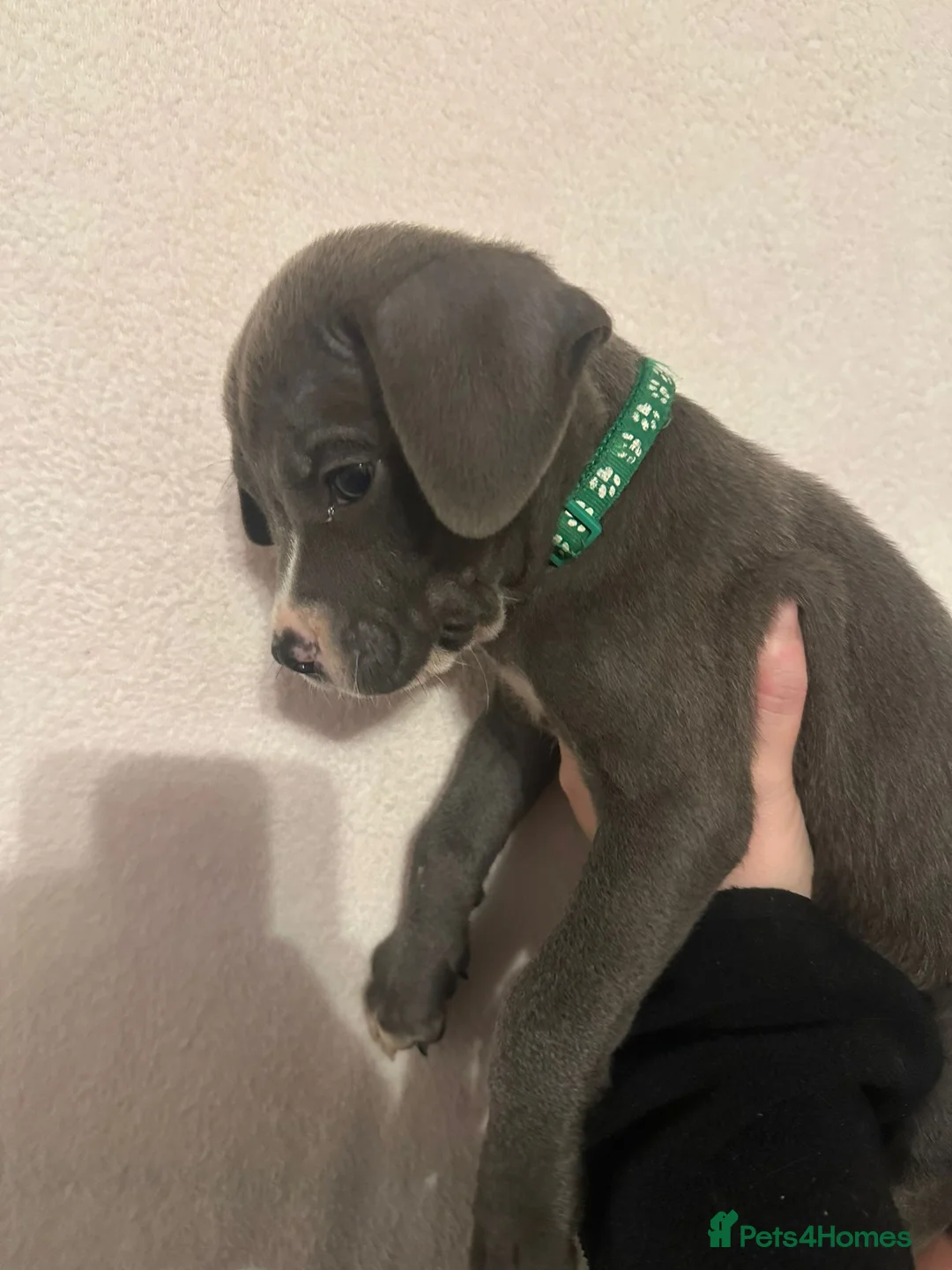 Mixed Breed dogs for sale: Cane corso x Alpha blueblood bull dog - Advert 8