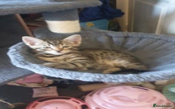 Turkish Angora cats for sale: Turkish angora cross Bengal  - Image 9