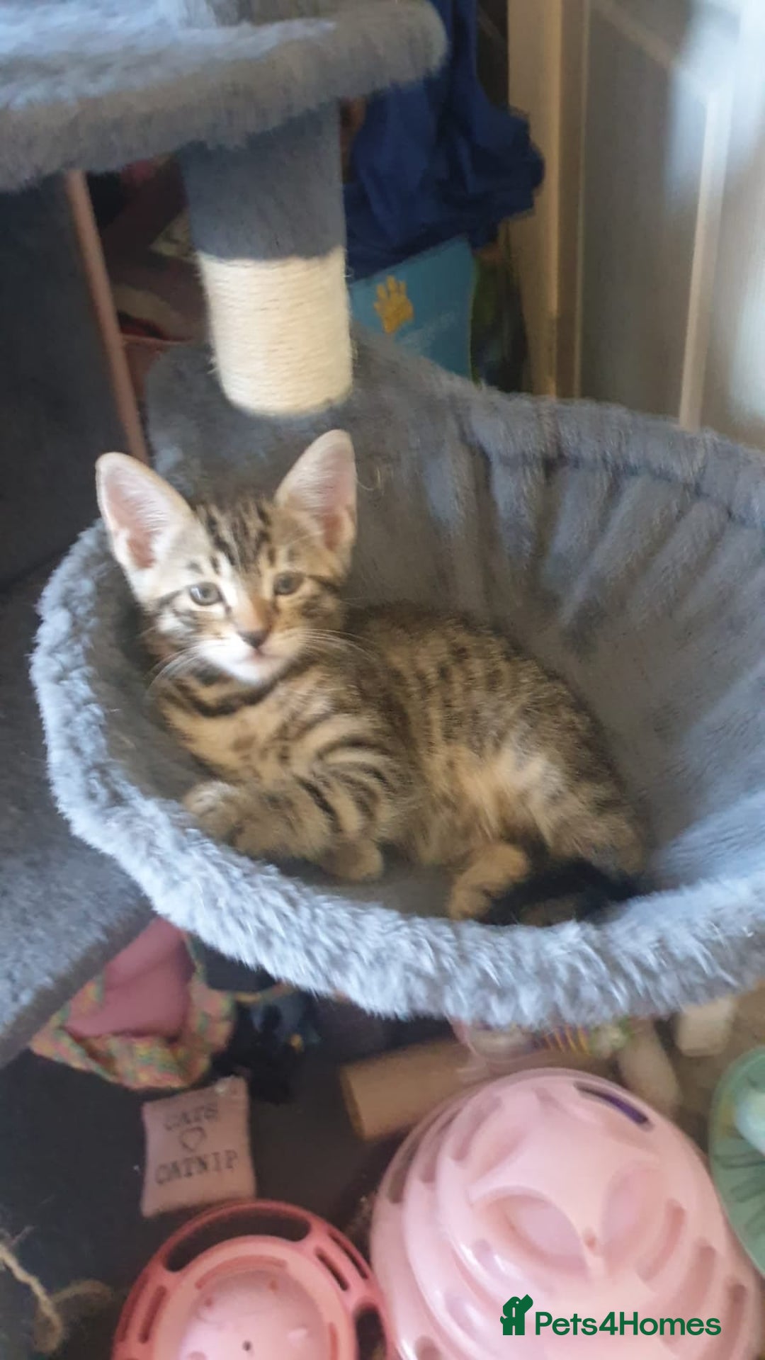 Turkish Angora cats for sale: Turkish angora cross Bengal  - Image 9